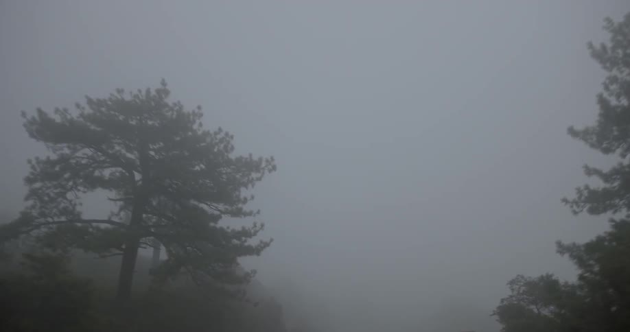 Driving down a country road in the fog