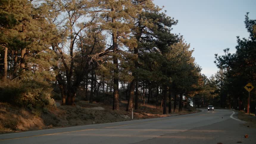 Car traveling down rural road next to trees