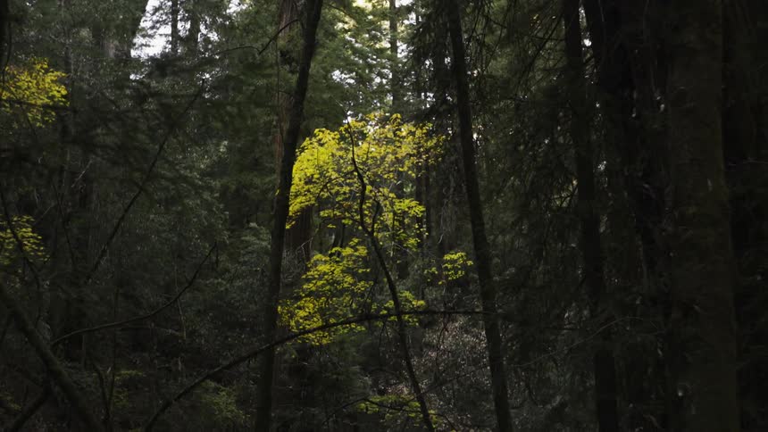 View of a small tree surrounded by much larger trees in a wooded area