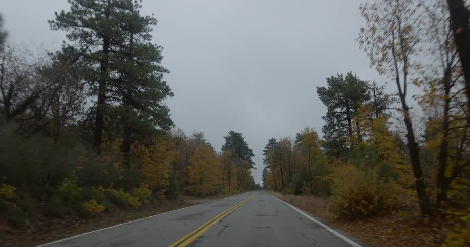 Trees line a road in the wilderness