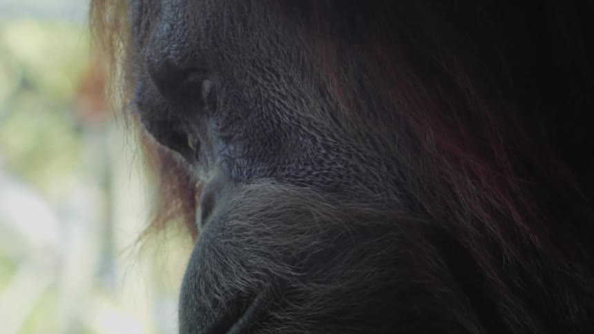 A primate eats a piece of fruit
