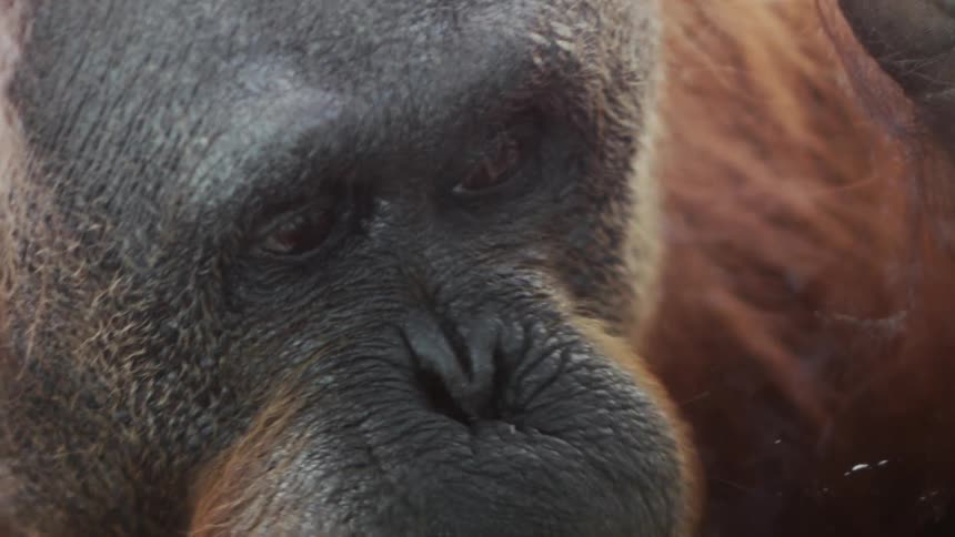 Close up of large primate chewing food