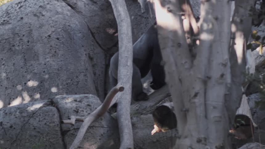 A gorilla climbs up a boulder