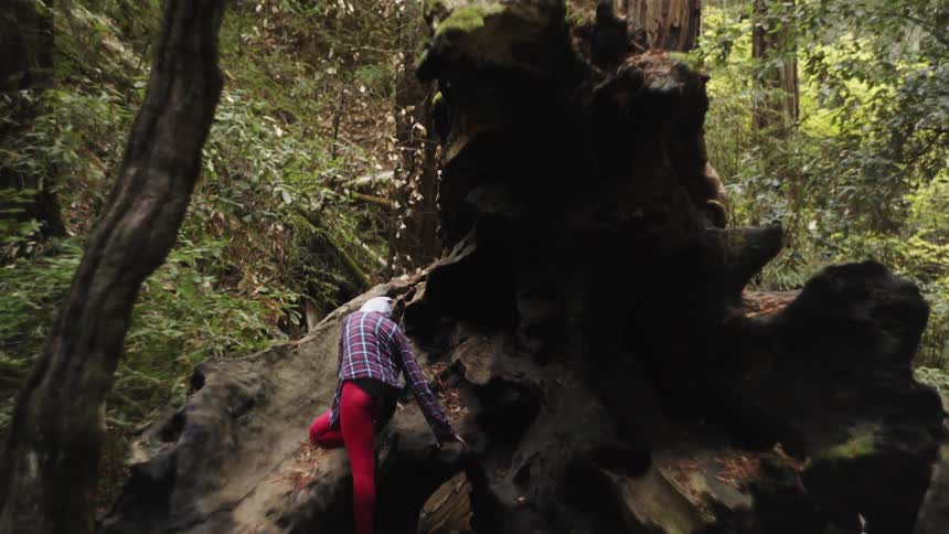 Hooded person climbing a large tree trunk in the wilderness
