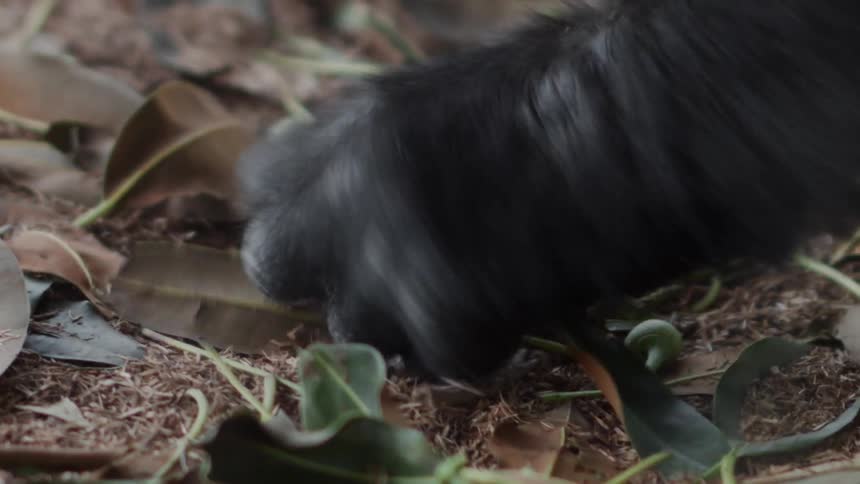 A gorilla searches for food on the leafy ground