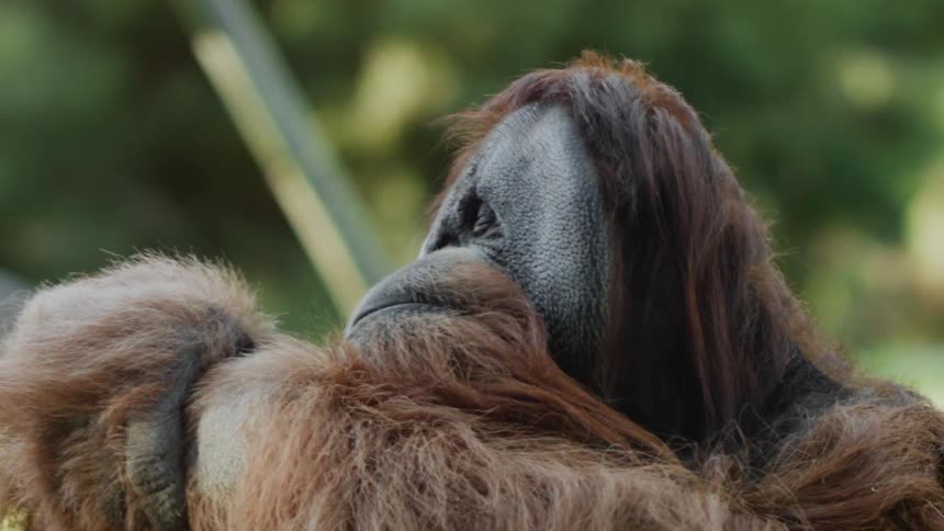 An orangutan sitting and yawning