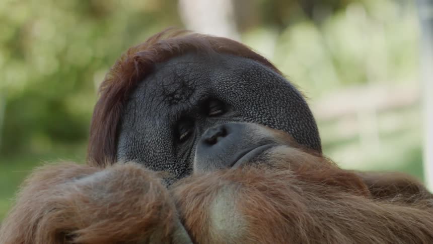 An orangutan looks at its skin during the day