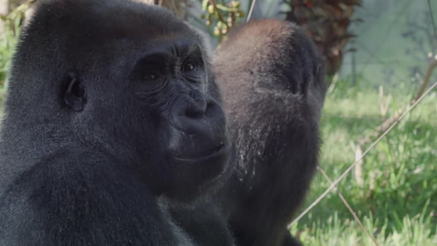 Two young gorillas sitting in an enclosure