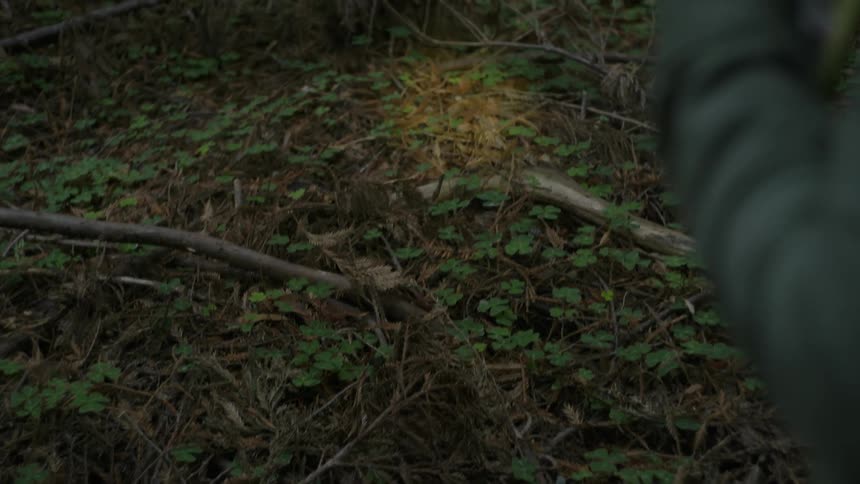 Person shining flashlight on the ground at dusk