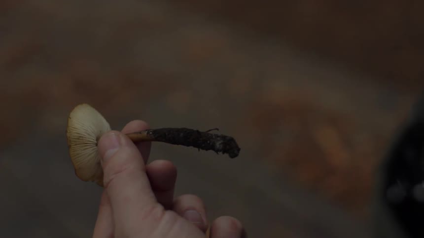 Hand brushing dirt off a mushroom