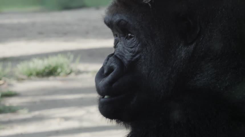 A gorilla sits and chews