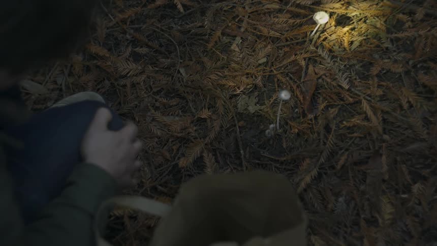 A man using a flashlight to look at something among pine tree needles and leaves on the ground