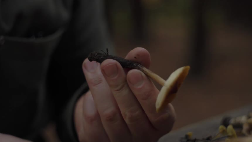 A man holds a mushroom and flips through a reference book