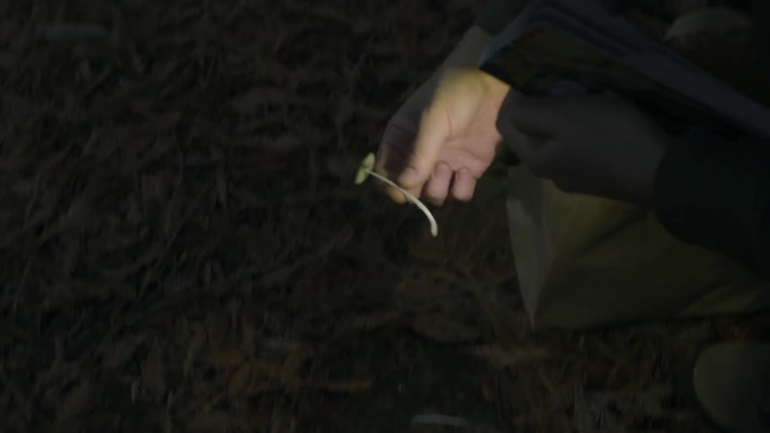 A man picks a mushroom in the woods