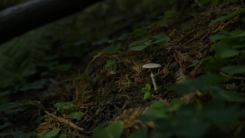 A mushroom grows on the forest floor