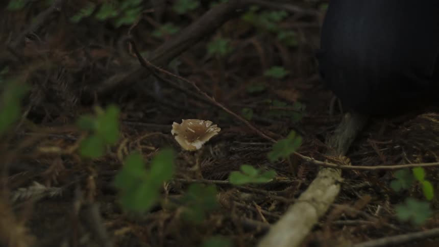 A person picks up sticks to find a mushroom in the forest