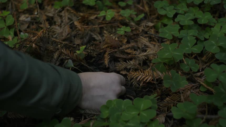 A man's hand digs through forest undergrowth to find a mushroom