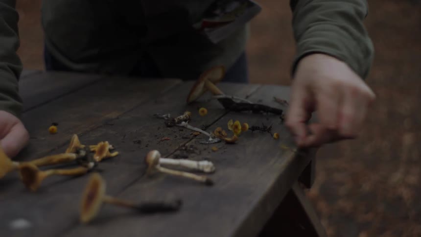 A person sorts mushrooms on a picnic table