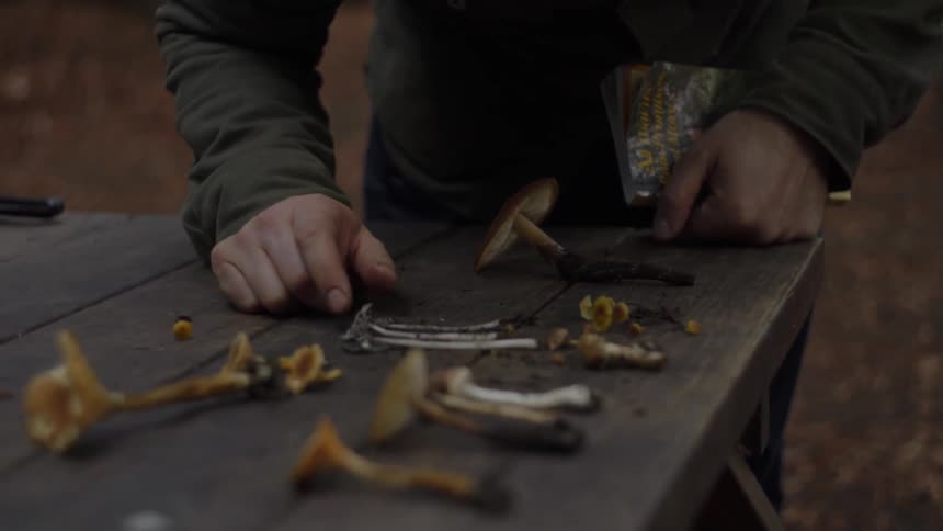 A man lays mushrooms out on an outdoor table
