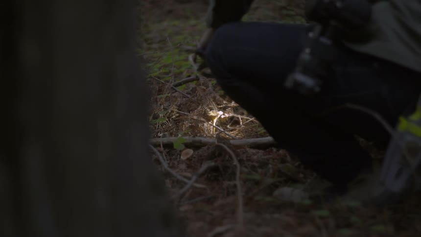 Mushroom Hunting