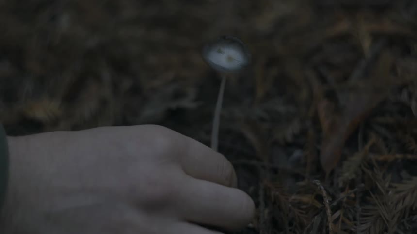 A man picks a mushroom from the ground