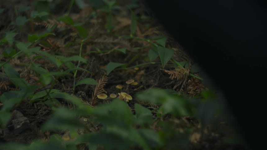 Mushrooms grow in the woods