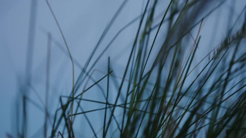 Blades of grass are swaying in the wind at dusk