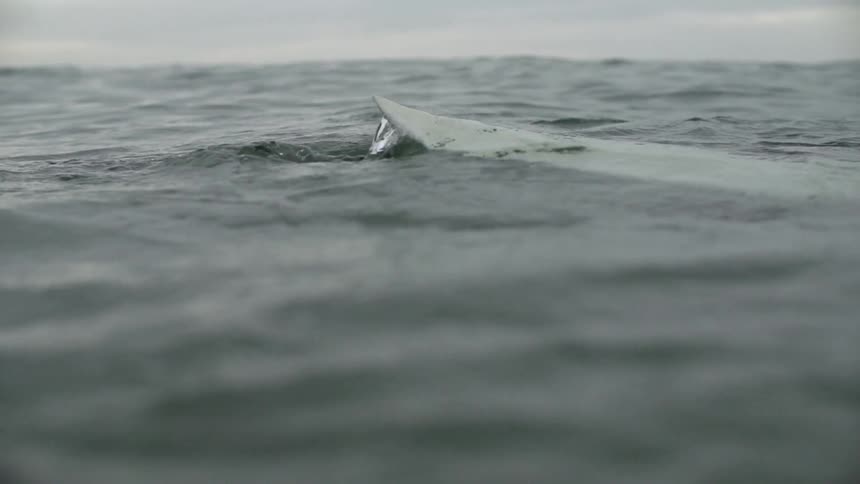 Woman Surfing In The Ocean