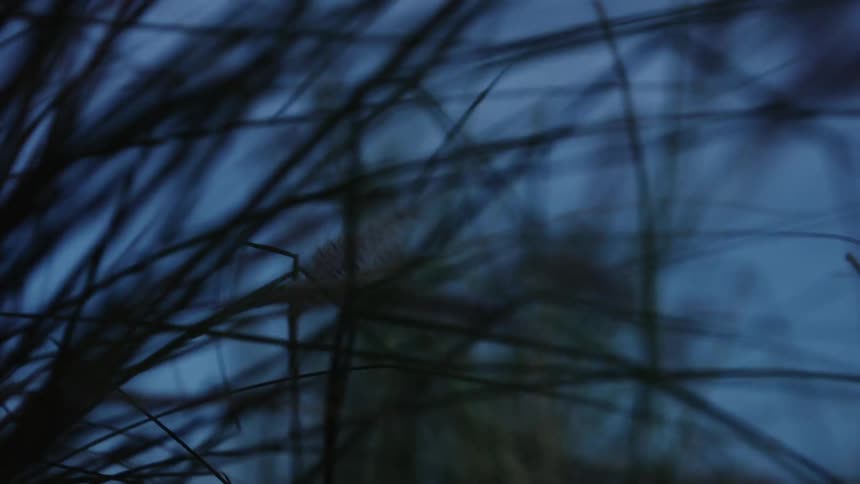 The wind is blowing the tall grass at sunset