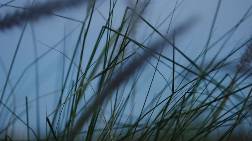 The wind is blowing the tall grass