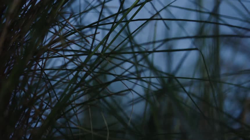Long blades of grass are swaying in the wind
