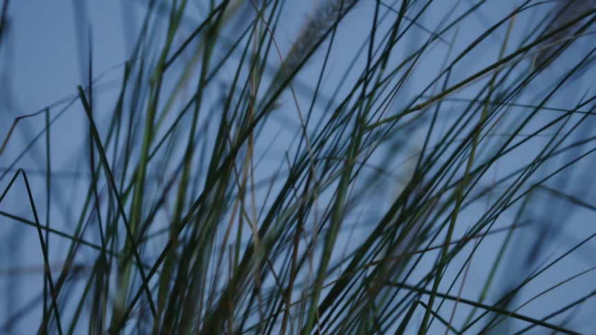 Tall blades of grass are swaying in the wind