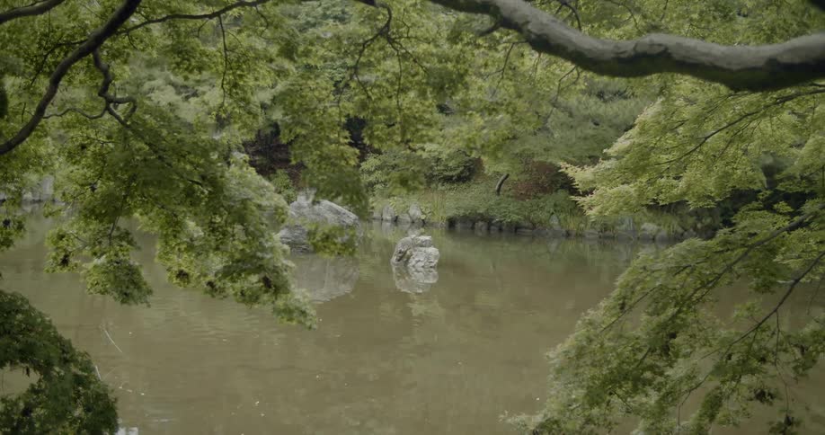 The water in the swamp is calm