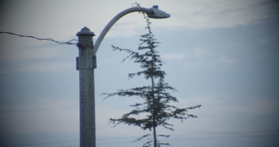 The light post hangs by the tree