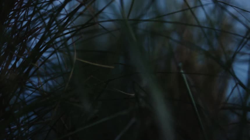 Tall blades of grass and weeds are swaying in the wind at dusk