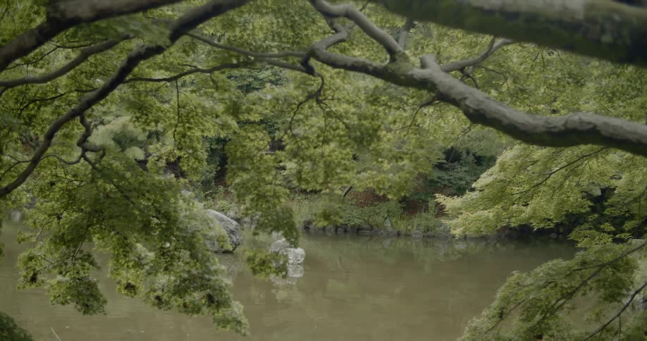 A tree branch is hanging over a pond in a park in daylight