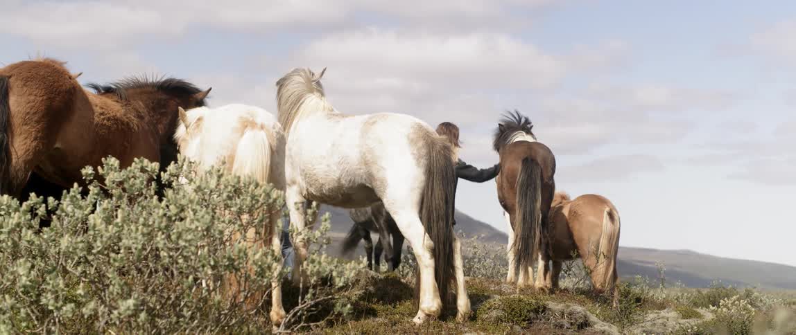 Several horses stands near bushes