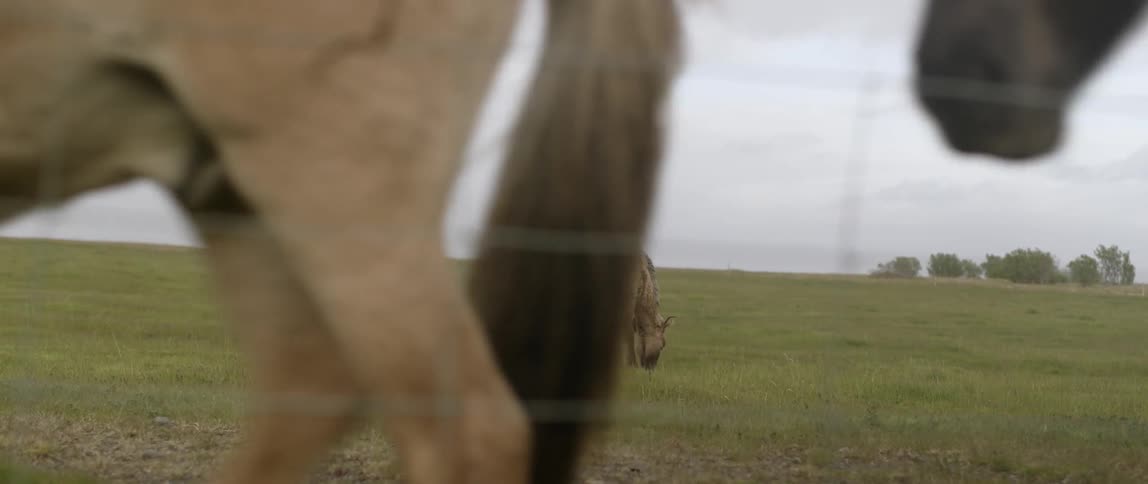 Horses graze in a grassy pasture