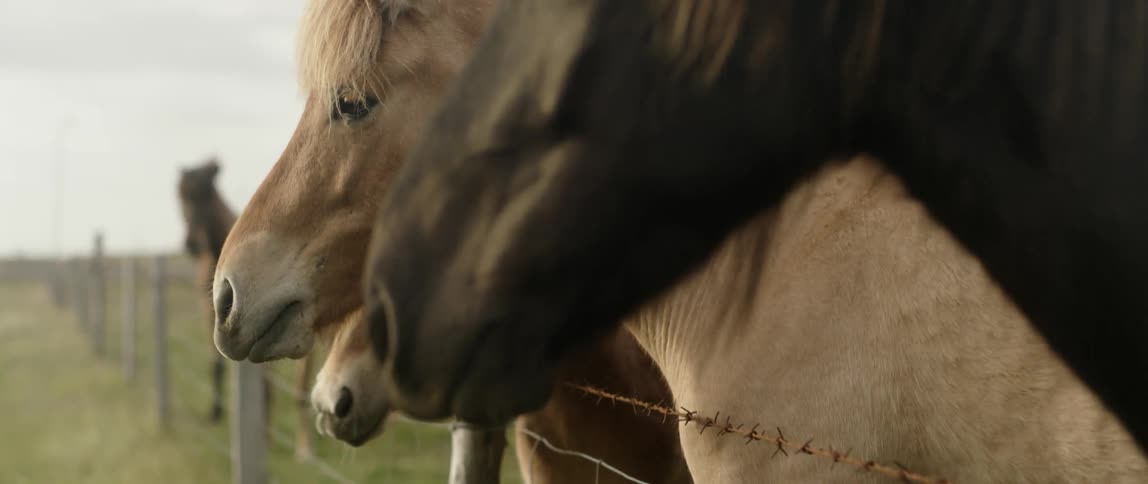 Horses reach over a barbed wire fence