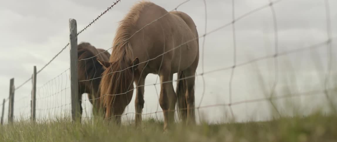 A pony raises its head from grazing outside on a cloudy day