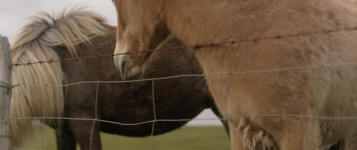 Two ponies are grazing near a fence on a cloudy day