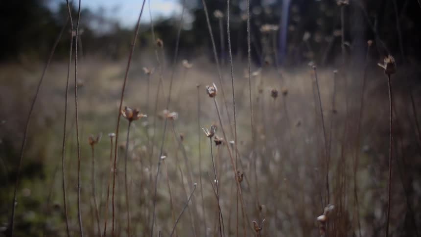Weeds sit in a field as the breeze gently blows them