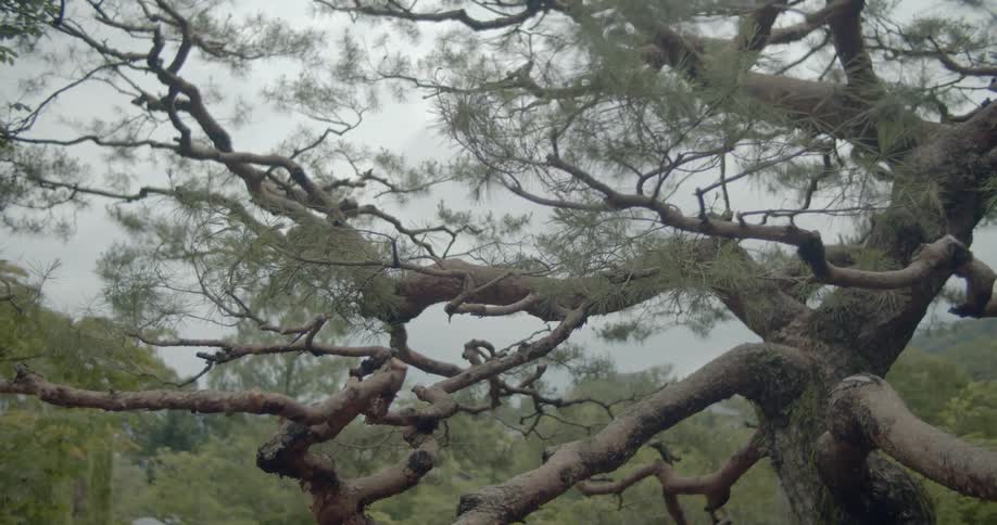 Twisted branches grow on a tree