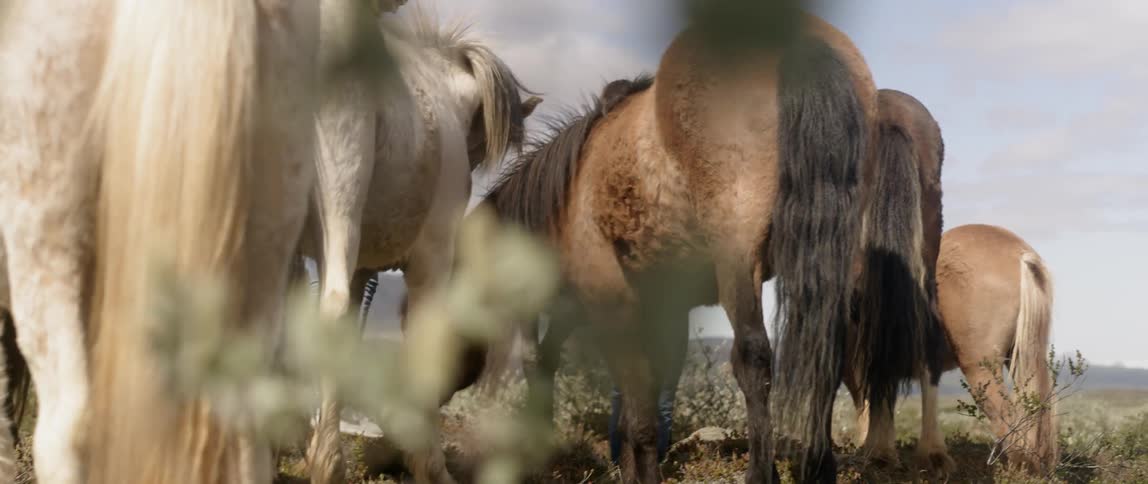 Group of horses stand outside in a field