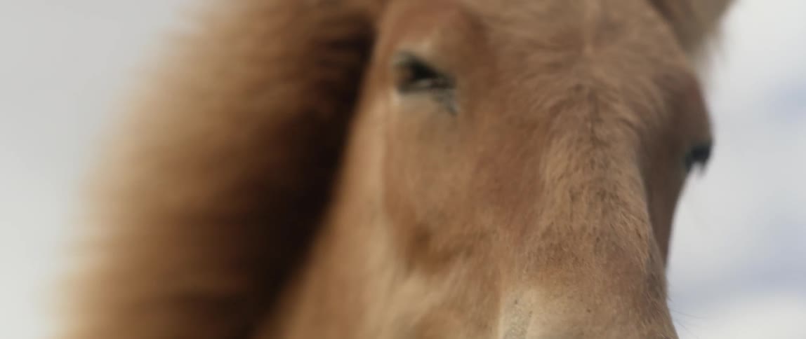 A horse stands next to a barbed wire fence
