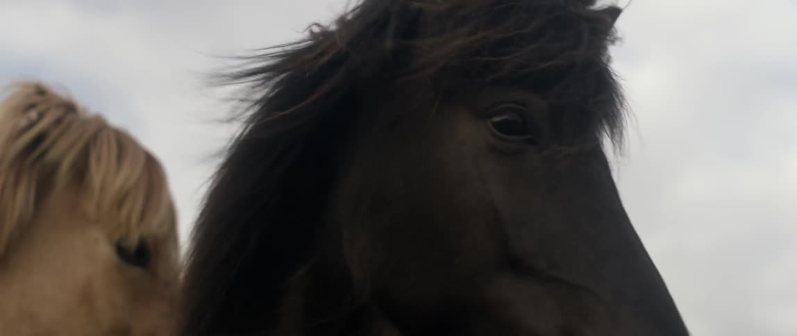 Wind blows through horse manes