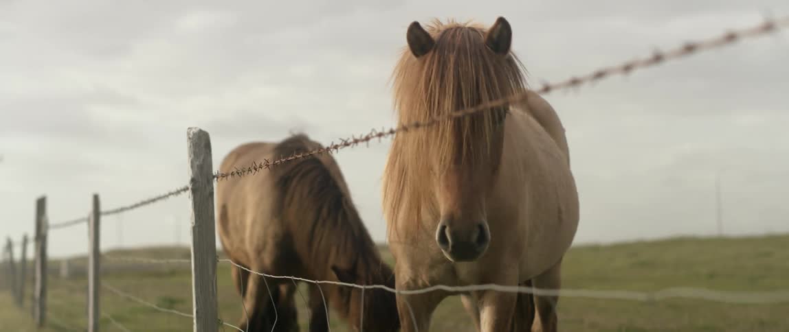 Horses are grazing in pasture on cloudy day