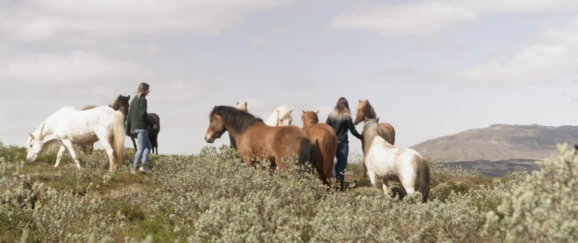 A woman pets horses in a rural field