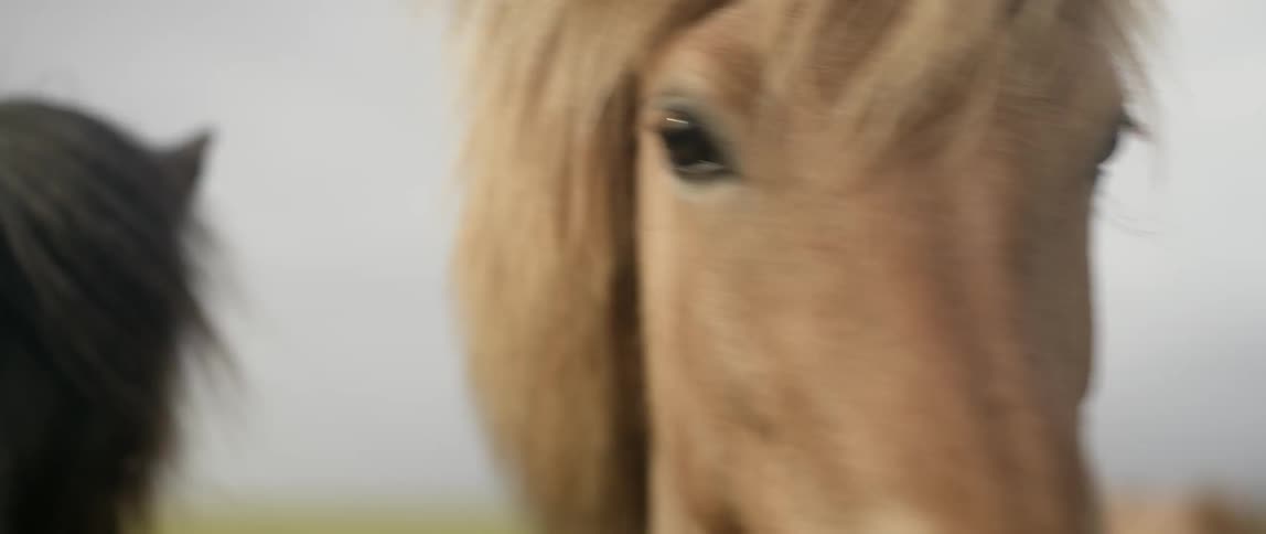 Horses stand outside in a pasture