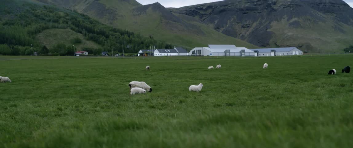Sheep walk through the grassy field near the mountains